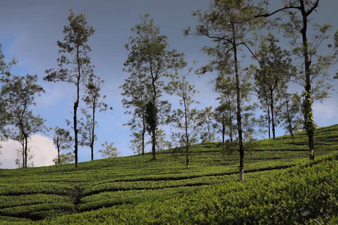 Delightful Kerala From Golden Triangle image 6