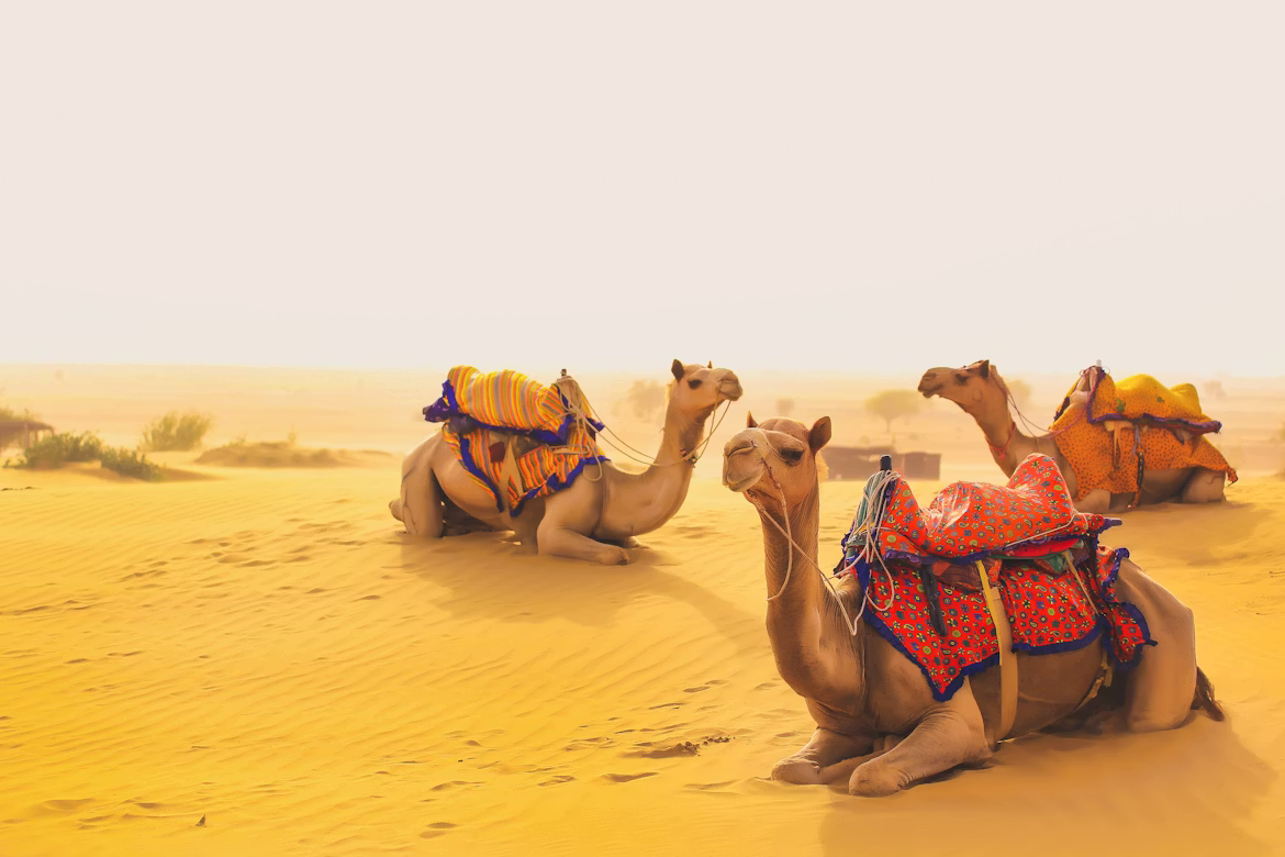 Golden Triangle Long Vacation Tour Package image 6
