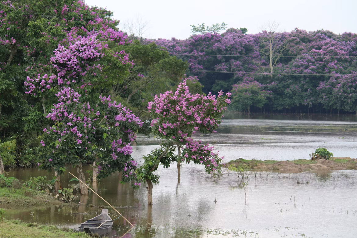 North East Charm Of Assam image 2