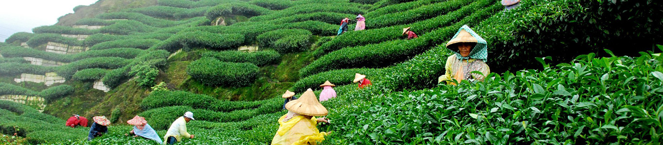 The North Eastern Valleys Assam And Arunachal Pradesh Tour