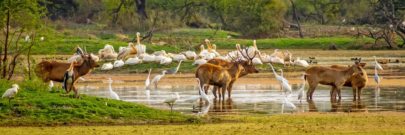 Bharatpur Travel Package