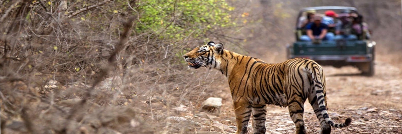 Ranthambore Tour Packages, Ranthambore Holiday Packages at Budget Price
