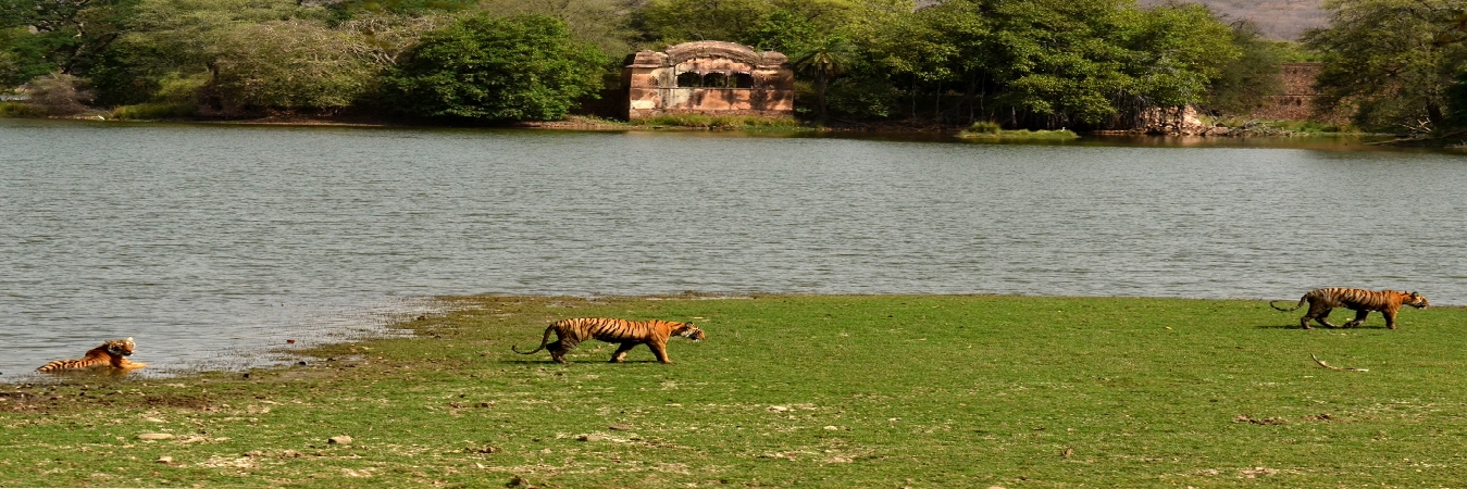 Ranthambore Tour Package