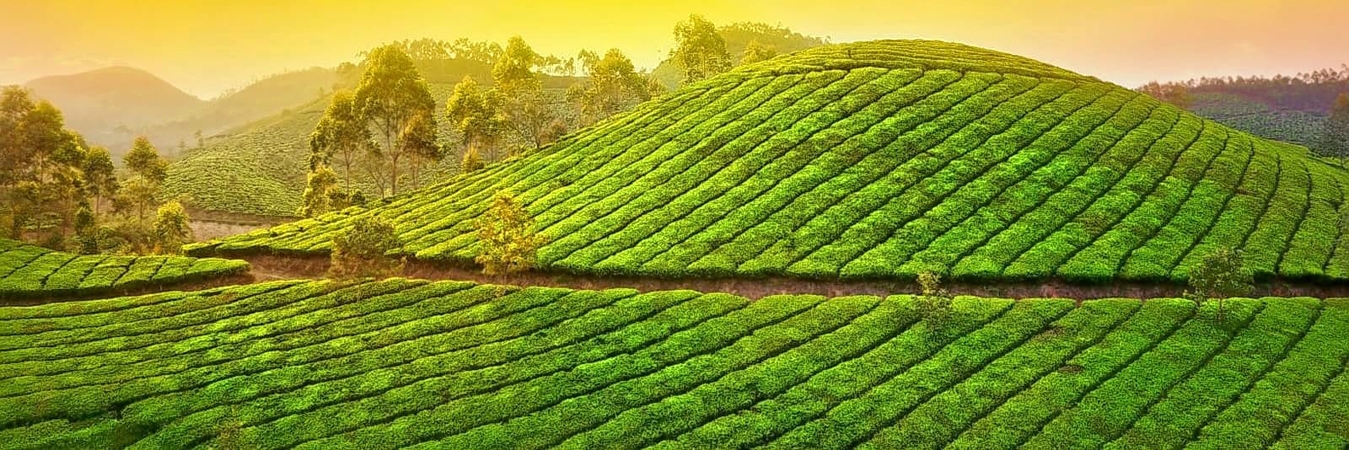 Munnar Travel Package