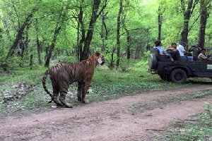 Jungle Safari Tour